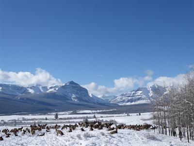 Density-Dependent Foraging Behaviors on Sympatric Winter Ranges in a Partially Migratory Elk Population